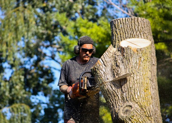 expert emergency tree removal in sarasota fl